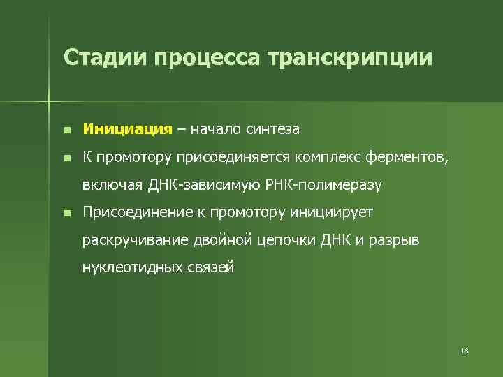 Стадии процесса транскрипции n Инициация – начало синтеза n К промотору присоединяется комплекс ферментов,