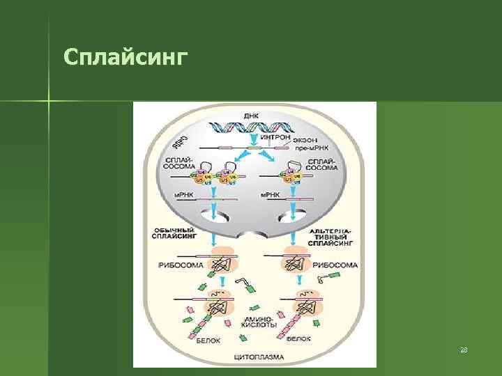 Сплайсинг 28 