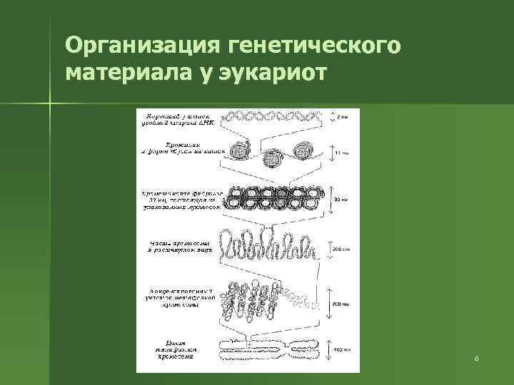 Организация генетического материала у эукариот 8 