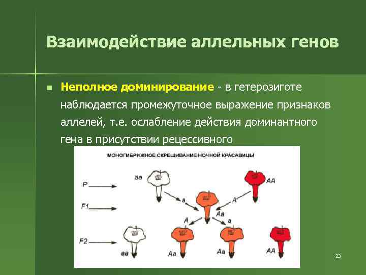 Взаимодействие аллельных генов n Неполное доминирование - в гетерозиготе наблюдается промежуточное выражение признаков аллелей,