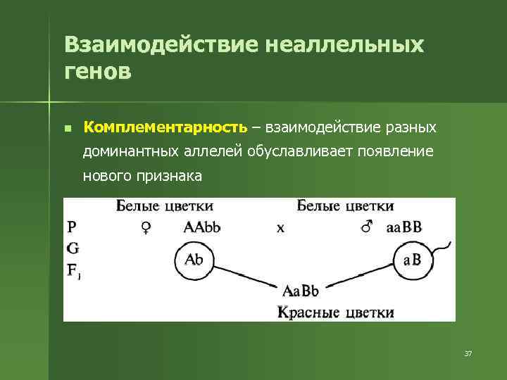 Взаимодействие неаллельных генов n Комплементарность – взаимодействие разных доминантных аллелей обуславливает появление нового признака