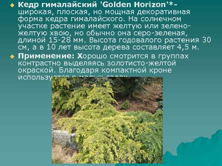 u u Кедр гималайский 'Golden Horizon‘*- широкая, плоская, но мощная декоративная форма кедра гималайского.