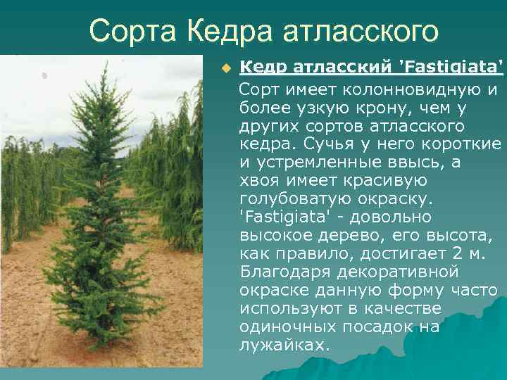 Сорта Кедра атласского Кедр атласский 'Fastigiata' Сорт имеет колонновидную и более узкую крону, чем