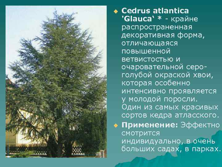 u u Cedrus atlantica 'Glauca‘ * - крайне распространенная декоративная форма, отличающаяся повышенной ветвистостью