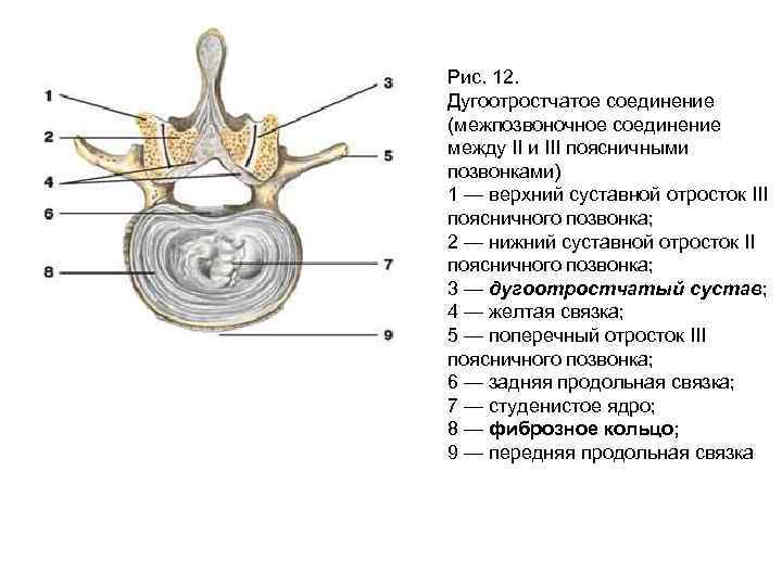 Соединения позвоночника суставы. Дугоотросчатые суставы позвонков. Соединение отростков позвонков анатомия. Соединение суставных отростков позвонков. Строение и соединение поясничных позвонков.