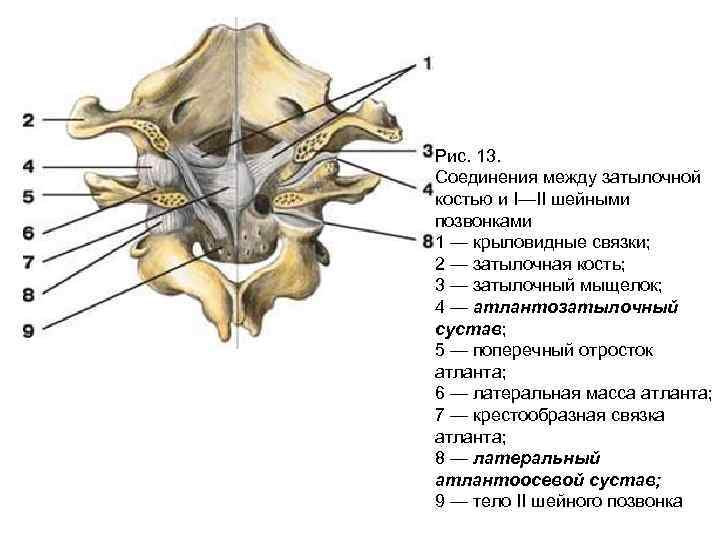 Соединения между затылочной костью. Связки атланто затылочного сустава анатомия. Соединения позвонков атланто-затылочный сустав анатомия. Латеральный атлантоосевой сустав движения. Соединения атланто-затылочного сустава.
