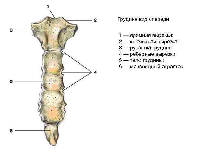 Грудина вид спереди 1 — яремная вырезка; 2 — ключичная вырезка; 3 — рукоятка