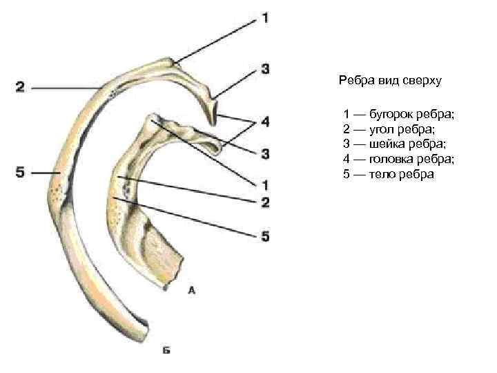 Ребра вид сверху 1 — бугорок ребра; 2 — угол ребра; 3 — шейка