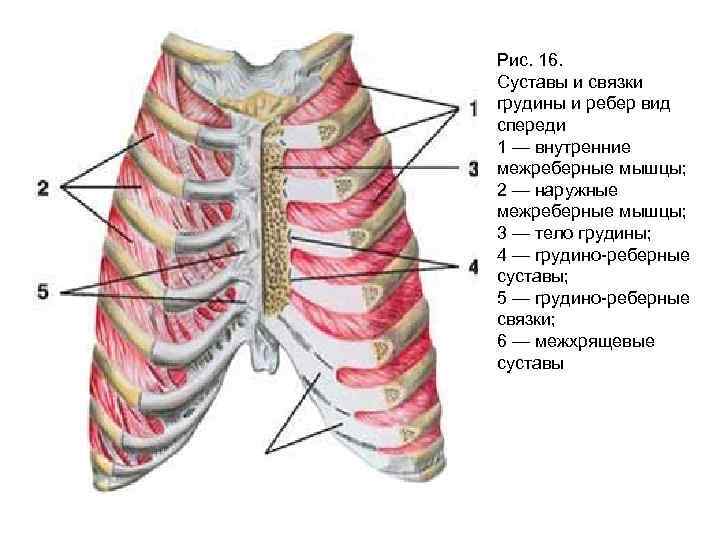 Соединение между ребрами. Суставы и связки грудины и ребер вид спереди. Связки грудино реберного сустава. Грудинореьерный сустав. Грудино реберный сустав анатомия.