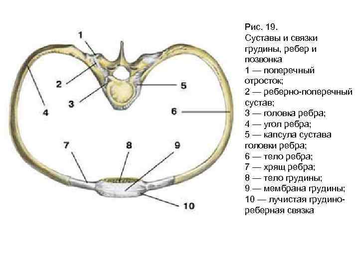 Кости ребра грудина позвонки и др