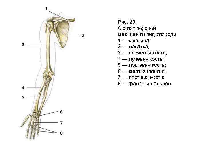 Анатомия кости верхней конечности. Строение скелета верхней конечности. Скелет свободной верхней конечности анатомия. Строение пояса верхних конечностей анатомия. Плечевой пояс и скелет верхних конечностей.