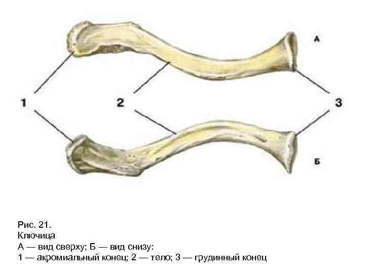 Рис. 21. Ключица А — вид сверху; Б — вид снизу: 1 — акромиальный