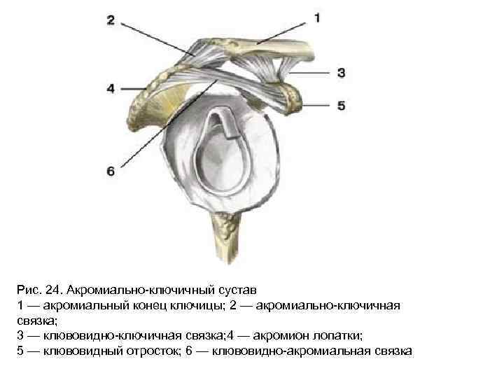 Нижняя поперечная связка. Акромиально ключичный сустав связки лопатки. Акромиально-ключичный сустав анатомия строение. Акромиально-ключичный сустав анатомия характеристика. Связки клювовидного отростка.