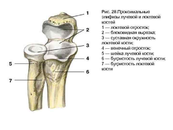 Проксимальный эпифиз. Проксимальные эпифизы лучевой и локтевой костей. Локтевой отросток располагается на Нижнем эпифизе локтевой кости. Суставная впадина дистального эпифиза. Проксимальный эпифиз локтевой кости.