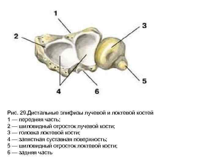 Рис. 29. Дистальные эпифизы лучевой и локтевой костей 1 — передняя часть; 2 —