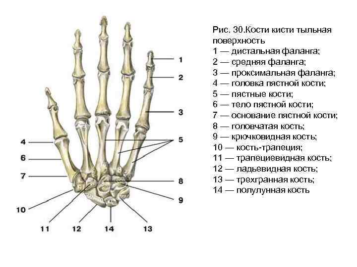 Соединения костей запястья. Строение пястной кости кисти. Строение костей кисти вид спереди. Пястная кость кисти строение. Проксимальная фаланга 1 пальца кисти анатомия.