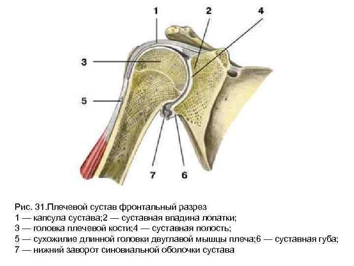 Плечевой сустав рисунок