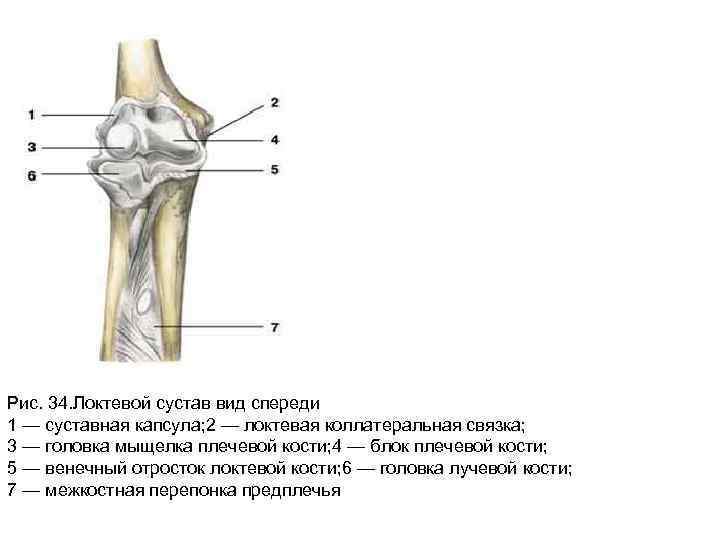 Локтевой сустав схема