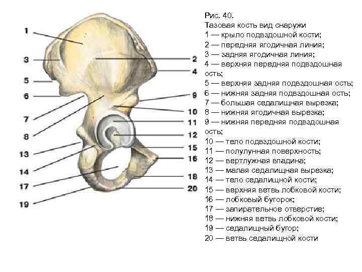 1 подвздошная кость. Тазовая кость анатомия человека строение. Подвздошная кость анатомия строение. Тазовая кость крыло подвздошной кости. Строение тазовой кости на латыни.