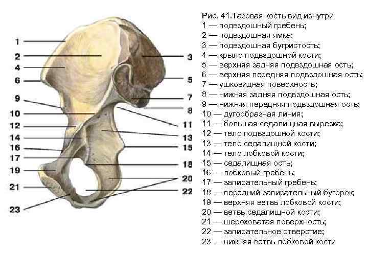 Нижняя подвздошная кость. Тазовая кость правая вид спереди. Тазовая кость строение сбоку.