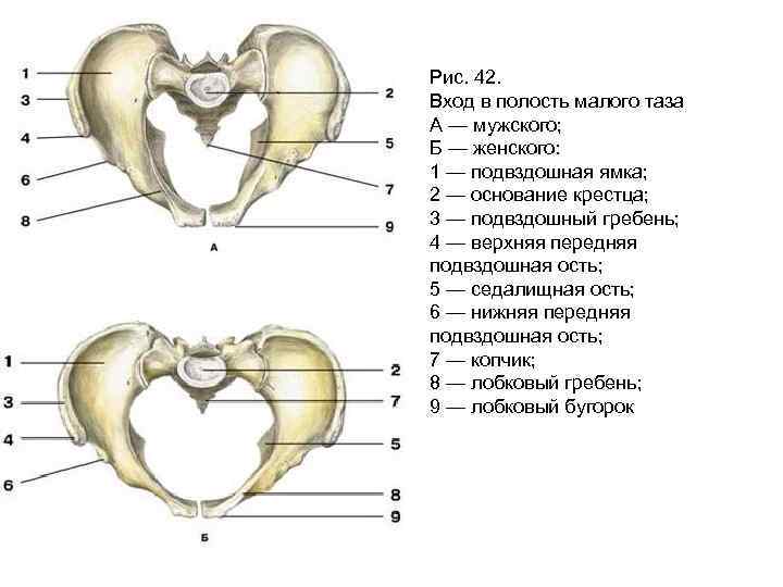 Рис. 42. Вход в полость малого таза А — мужского; Б — женского: 1