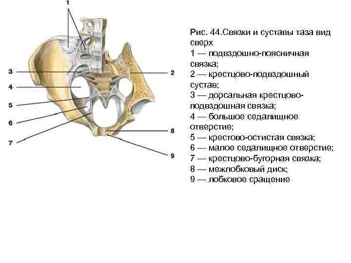 Сакротуберальная связка картинки