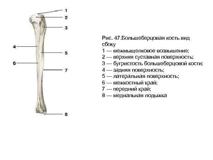 Правая малоберцовая кость. Берцовая кость анатомия. Большеберцовой кости медиально.