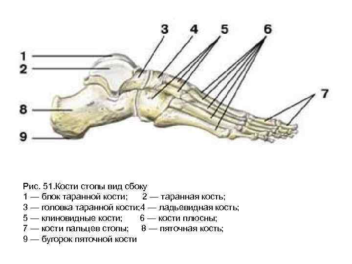 Скелет стопы человека фото с описанием костей левой ноги