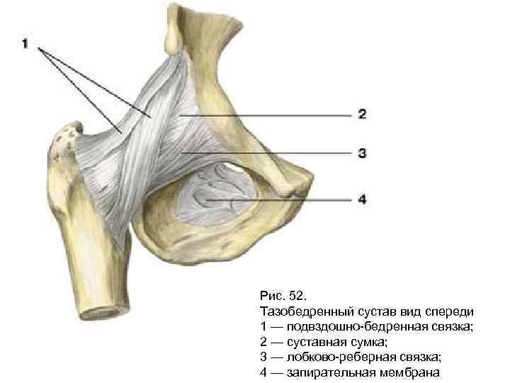 Рис. 52. Тазобедренный сустав вид спереди 1 — подвздошно-бедренная связка; 2 — суставная сумка;