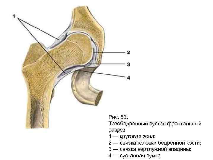 Рис. 53. Тазобедренный сустав фронтальный разрез 1 — круговая зона; 2 — связка головки