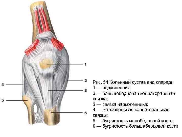 Связка надколенника