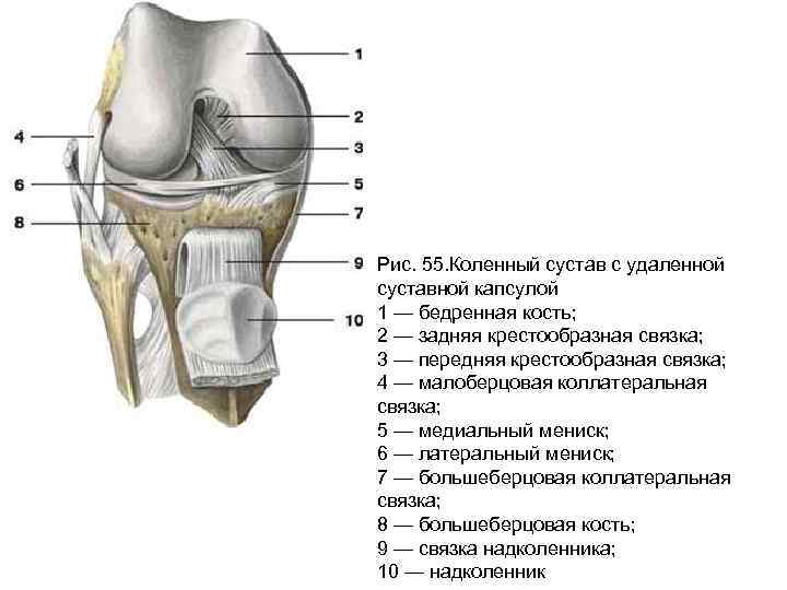 Особенности строения коленного сустава. Рис. 3. коленный сустав (вскрыт, вид спереди).. Вскрытый правый коленный сустав вид спереди. Суставная капсула коленного сустава спереди. Коленный сустав вид спереди анатомия.