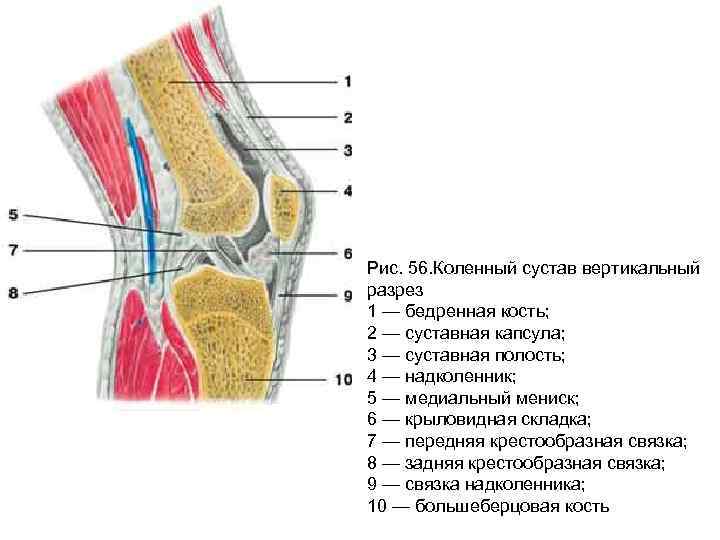 Как устроено колено. Строение коленного сустава вид спереди. Коленный сустав анатомия строение. Схема связок коленного сустава анатомия. Коленный сустав Сагиттальный распил.