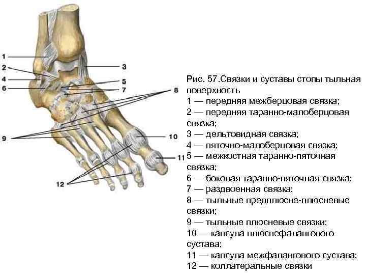Фото стопы человека с названием. Межфаланговые суставы стопы анатомия. Таранно-пяточный сустав анатомия. Стопа анатомия строение суставы. Анатомия голеностопного сустава человека.