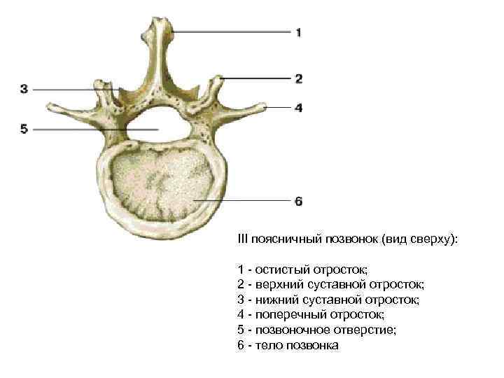 Дужки поясничного позвонка