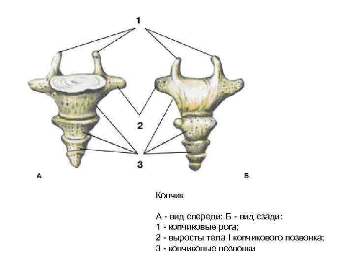 Копчик А - вид спереди; Б - вид сзади: 1 - копчиковые рога; 2