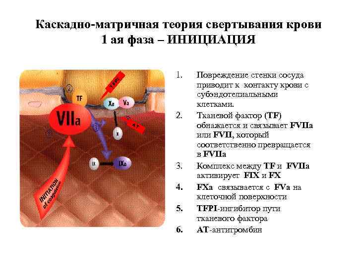 Каскадно-матричная теория свертывания крови 1 ая фаза – ИНИЦИАЦИЯ TF PI 1. 2. АТ