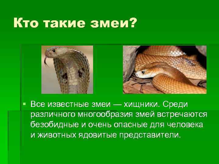 Кто такие змеи? § Все известные змеи — хищники. Среди различного многообразия змей встречаются