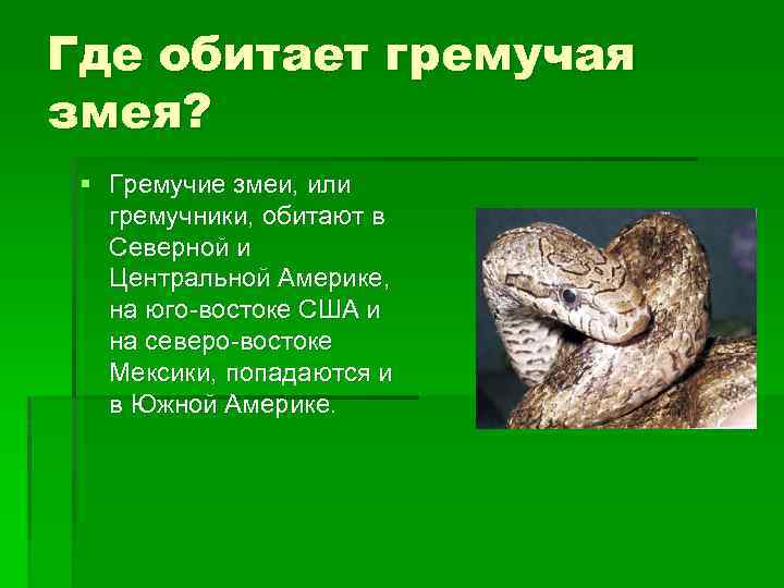 Где обитает гремучая змея? § Гремучие змеи, или гремучники, обитают в Северной и Центральной