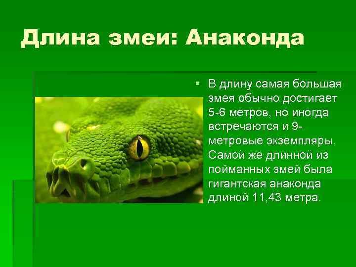 Длина змеи: Анаконда § В длину самая большая змея обычно достигает 5 -6 метров,