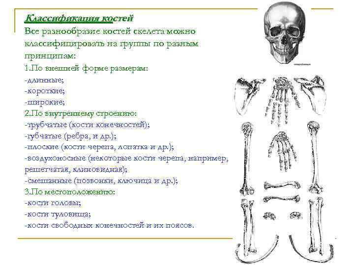 Классификация костей Все разнообразие костей скелета можно классифицировать на группы по разным принципам: 1.