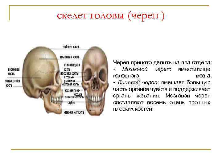 скелет головы (череп ) Череп принято делить на два отдела: • Мозговой череп: вместилище