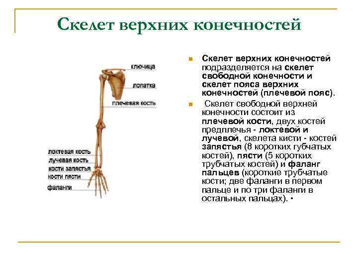 Скелет верхних конечностей n n Скелет верхних конечностей подразделяется на скелет свободной конечности и