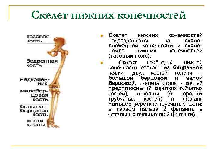 Скелет нижних конечностей n n Скелет нижних конечностей подразделяется на скелет свободной конечности и