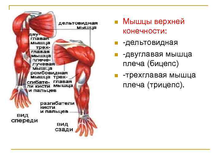 n n Мышцы верхней конечности: дельтовидная двуглавая мышца плеча (бицепс) трехглавая мышца плеча (трицепс).
