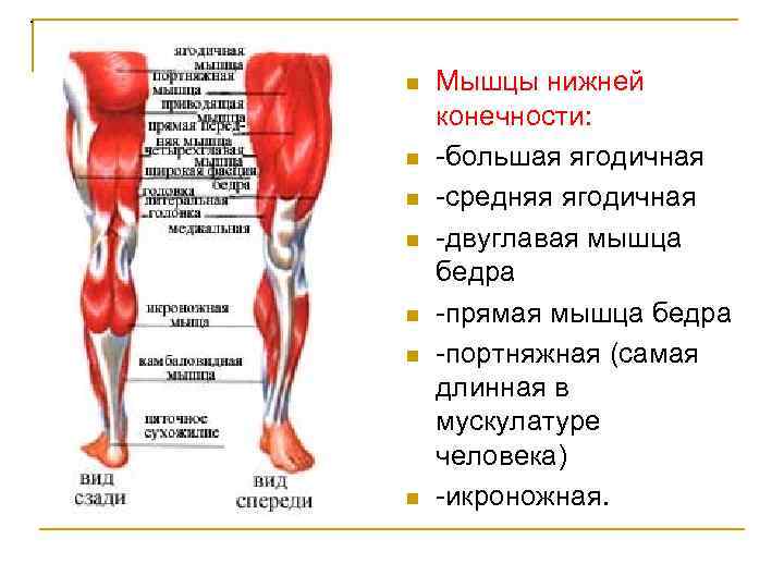 . n n n n Мышцы нижней конечности: большая ягодичная средняя ягодичная двуглавая мышца