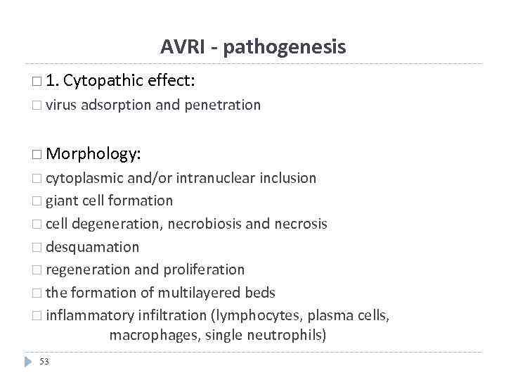 AVRI - pathogenesis 1. Cytopathic effect: virus adsorption and penetration Morphology: cytoplasmic and/or intranuclear