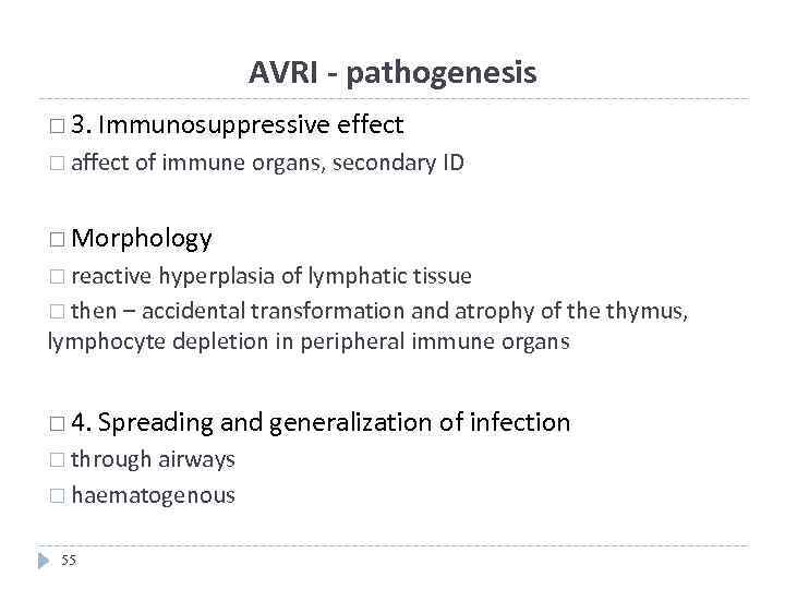AVRI - pathogenesis 3. Immunosuppressive effect affect of immune organs, secondary ID Morphology reactive