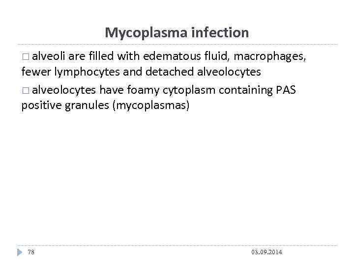 Mycoplasma infection alveoli are filled with edematous fluid, macrophages, fewer lymphocytes and detached alveolocytes
