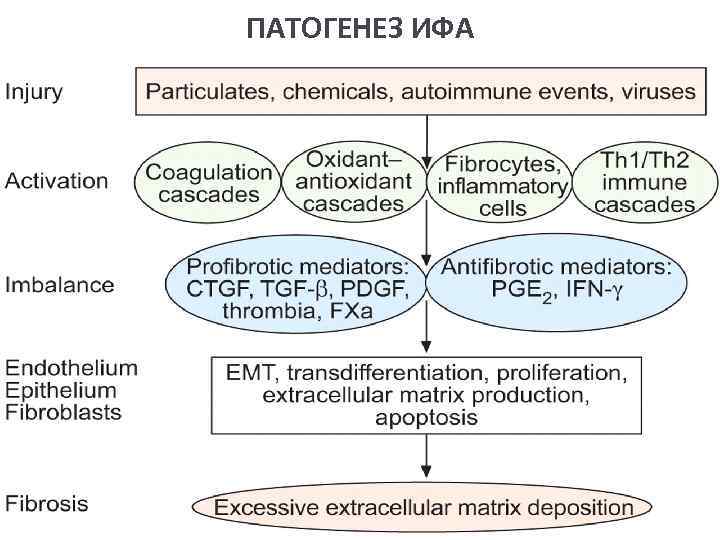 ПАТОГЕНЕЗ ИФА 
